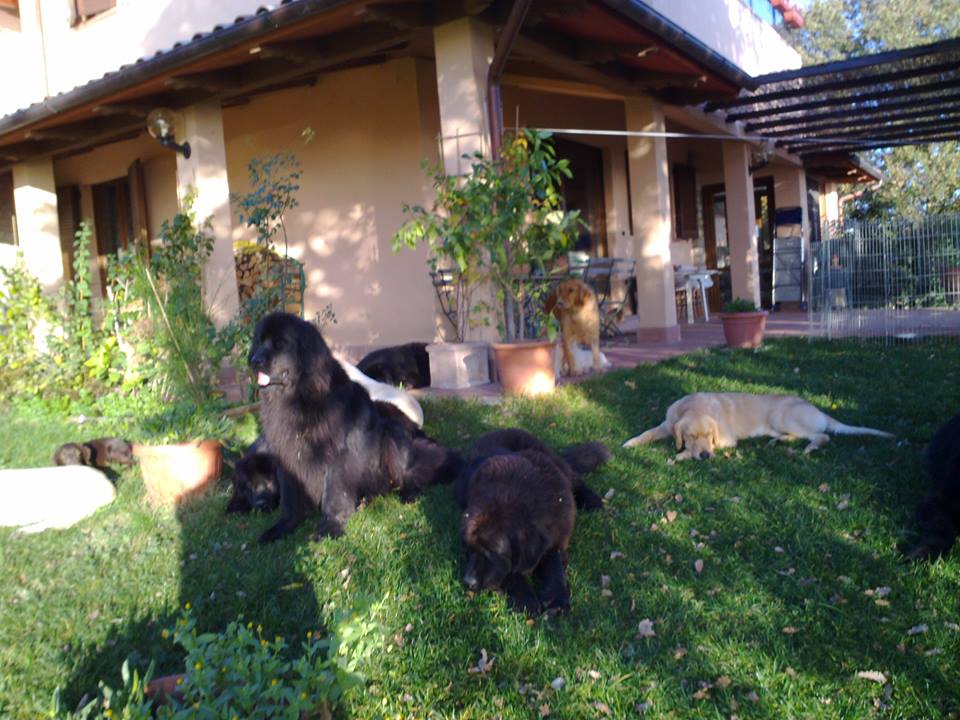 13516332_1338837646143808_1460308131745702093_n