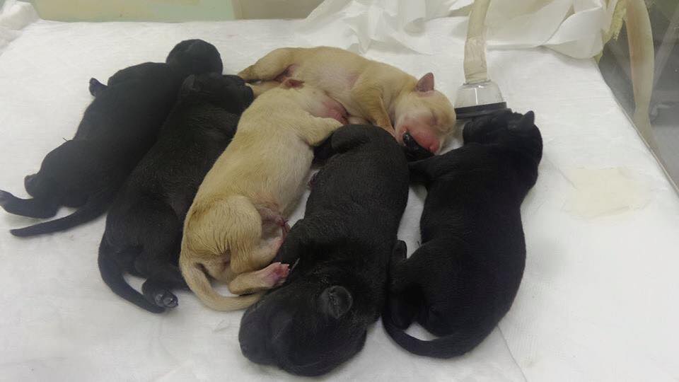 15541904_1521856081175296_4562345216450493916_n